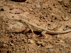 Acanthodactylus boskianus
