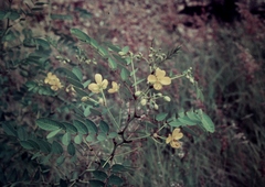 Senna planitiicola