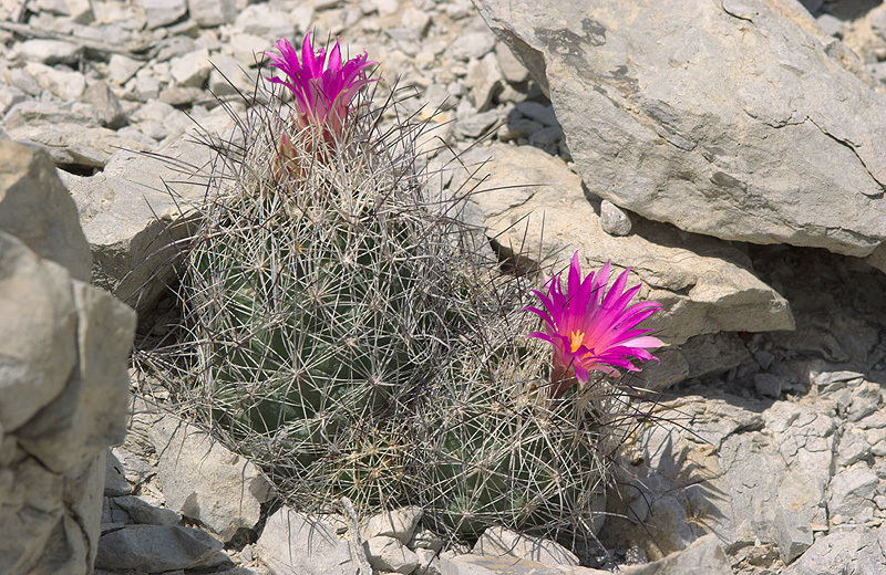 Coryphantha ramillosa