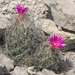Bunched Cory Cactus - Photo (c) Ad Konings, some rights reserved (CC BY-NC), uploaded by Ad Konings