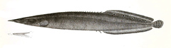 Lesser Spiny Eel photo 3