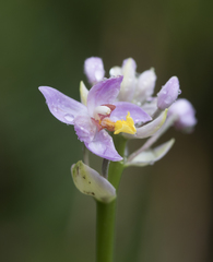 Spathoglottis pacifica