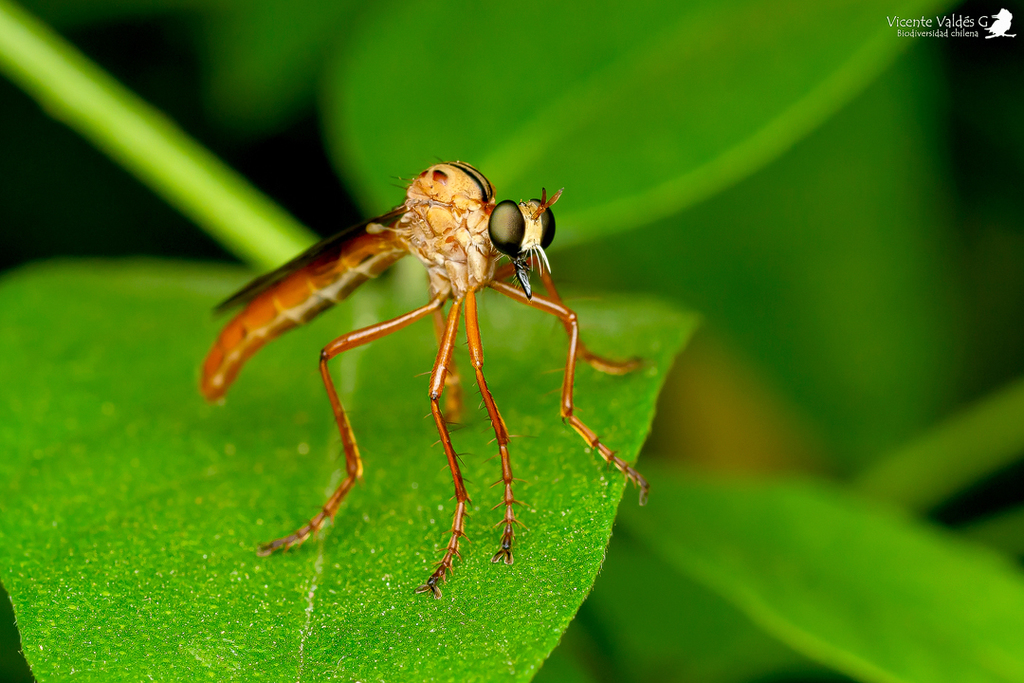 Neoderomyia