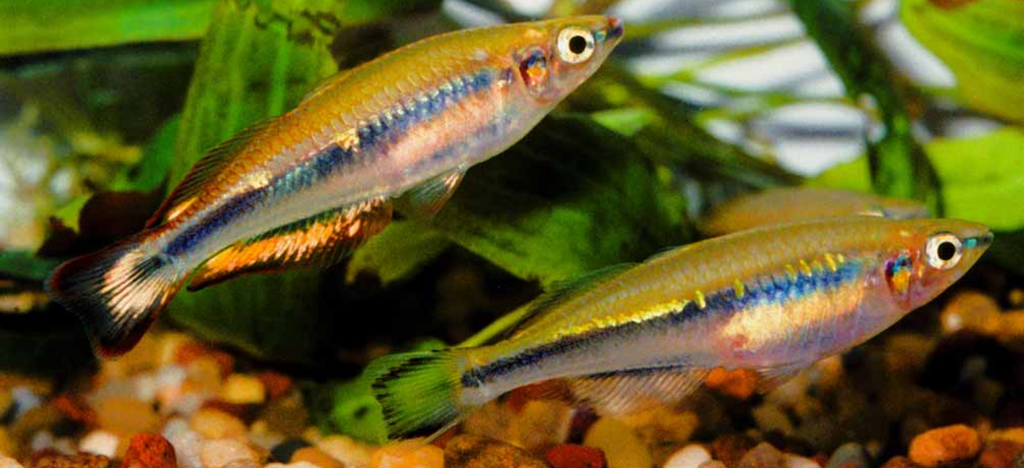 Madagascar Rainbowfishes