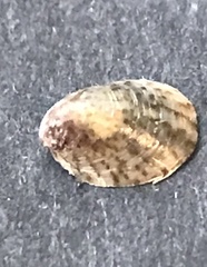 Crepidula convexa