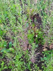 Linaria vulgaris