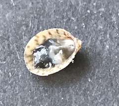 Crepidula convexa