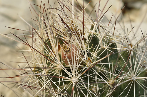 Coryphantha ramillosa
