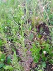 Linaria vulgaris