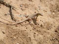 Acanthodactylus boskianus
