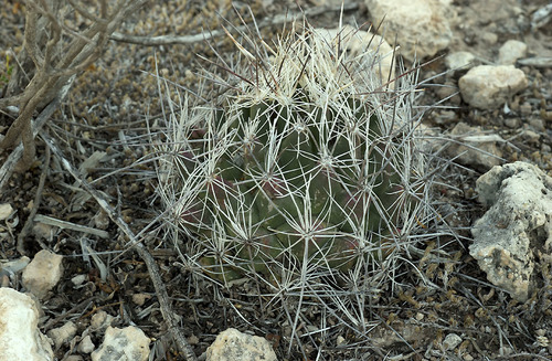 Coryphantha ramillosa