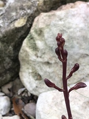 Epidendreae