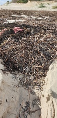 Posidonia australis