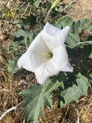 Datura wrightii