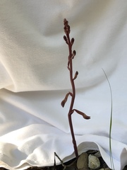 Epidendreae