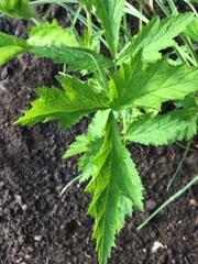 Geum laciniatum