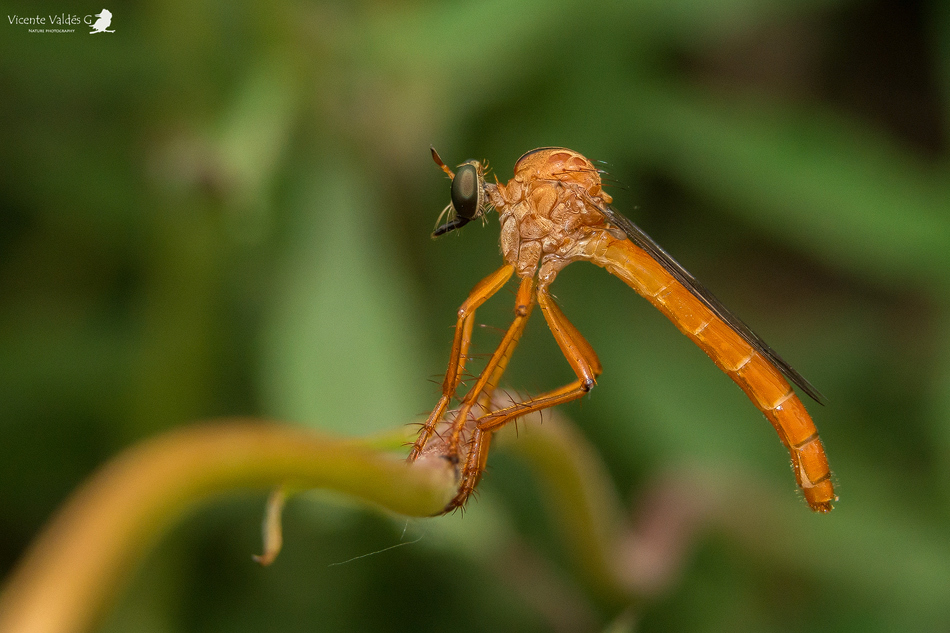 Neoderomyia fulvipes