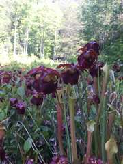 Sarracenia jonesii