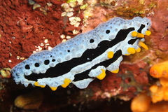 Phyllidia coelestis