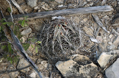 Coryphantha ramillosa