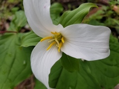 Melanthiaceae
