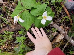 Melanthiaceae