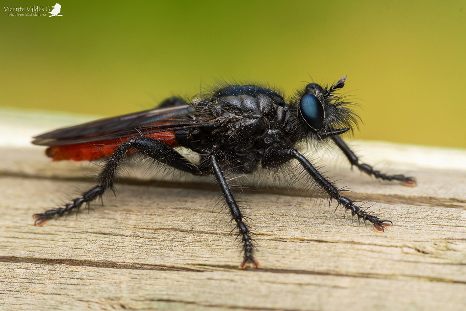 Andrenosoma rufiventris