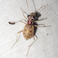 Ellipsoptera lepida
