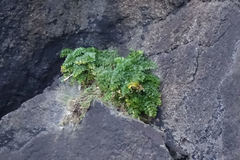 Anisotome lyallii