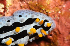 Phyllidia coelestis