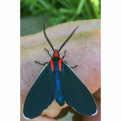 Ctenucha multifaria