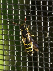 Sapyga centrata