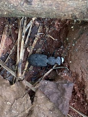 Apterodela unipunctata