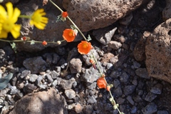 Sphaeralcea coulteri