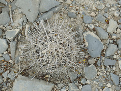 Coryphantha ramillosa