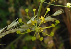 Thapsia minor