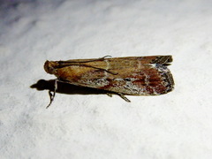 Ancylosis cinnamomella