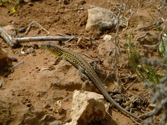 Acanthodactylus margaritae