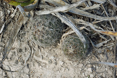 Coryphantha neglecta