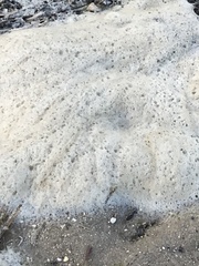 Nostocaceae