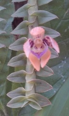 Dichaea neglecta