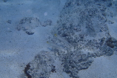 Valenciennea strigata