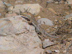 Acanthodactylus erythrurus lineomaculatus