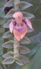 Dichaea neglecta