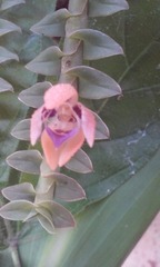 Dichaea neglecta