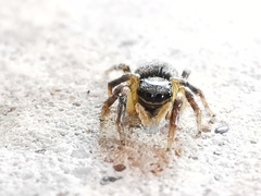 Euophrys