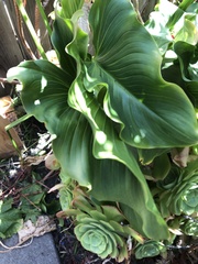 Zantedeschia aethiopica