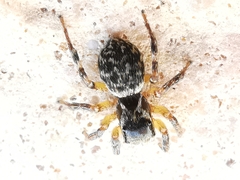 Euophrys