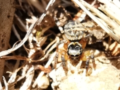 Euophrys