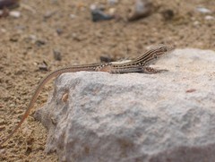 Acanthodactylus erythrurus lineomaculatus